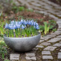 Sphere Plant Bowl -Garden & Outdoors pr2000031495 card7 lg