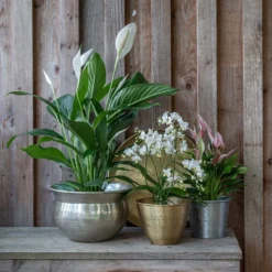 Solid Etched Brass Pot Cover -Garden & Outdoors pr2000031507 card4 lg