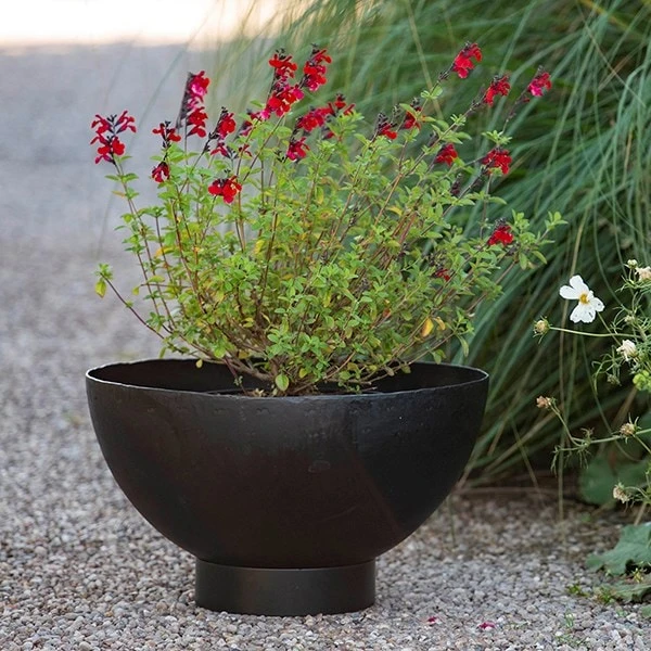 Iron Bowl Planter 2 Iron Bowl Planter - Image 2