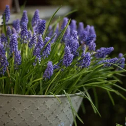 Aged Embossed Wall Planter - Aged Zinc -Garden & Outdoors pr2000033942 card3 lg