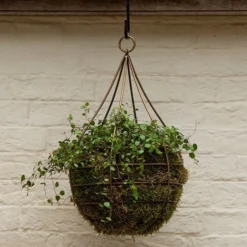 Hanging Tear Drop Basket - Wide -Garden & Outdoors pr2000033989 card4 lg