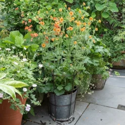 Perennial/bulb Planter With Support -Garden & Outdoors pr2000034023 card3 lg