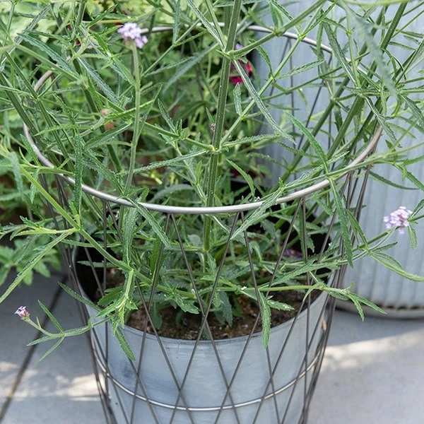 Planter In Lattice Basket Surround 4 Planter In Lattice Basket Surround - Image 4
