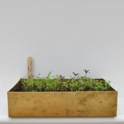 Brushed Brass Seed Tray