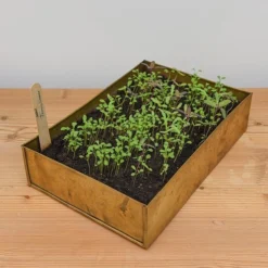 Brushed Brass Seed Tray 13 Brushed Brass Seed Tray -Garden & Outdoors pr2000034043 card5 lg