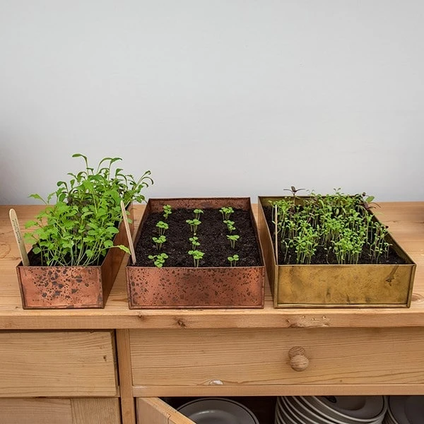 Brushed Brass Seed Tray 7 Brushed Brass Seed Tray - Image 7