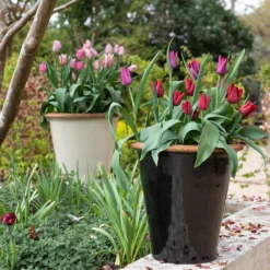 Glazed Terracotta Pot - Black 18 Glazed Terracotta Pot - Black -Garden & Outdoors pr2000034127 card10 lg