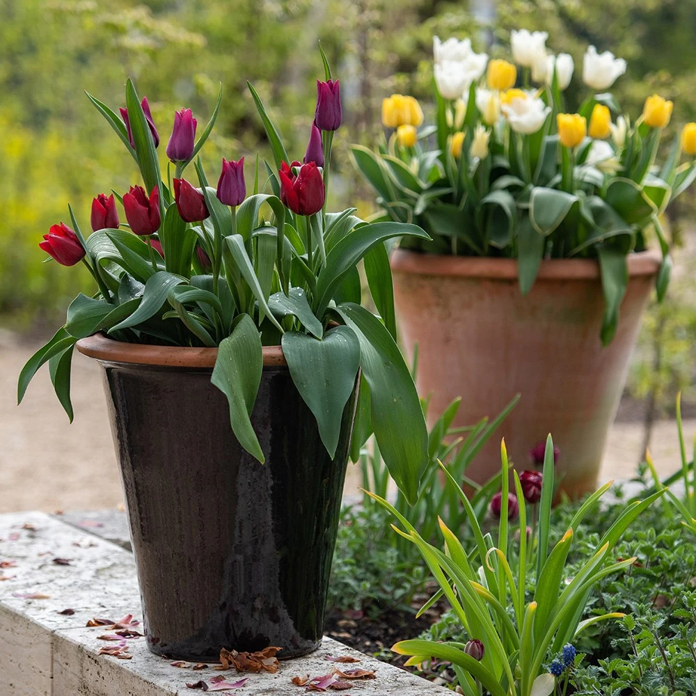 Glazed Terracotta Pot - Black 2 Glazed Terracotta Pot - Black - Image 2