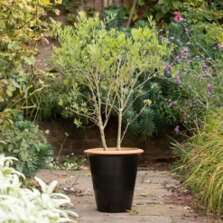 Glazed Terracotta Pot - Black 13 Glazed Terracotta Pot - Black -Garden & Outdoors pr2000034127 card4 lg