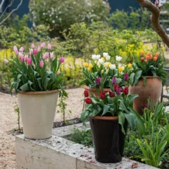 Glazed Terracotta Pot - Black 14 Glazed Terracotta Pot - Black -Garden & Outdoors pr2000034127 card5 lg