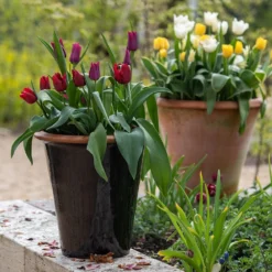 Glazed Terracotta Pot - Black 17 Glazed Terracotta Pot - Black -Garden & Outdoors pr2000034127 card9 lg