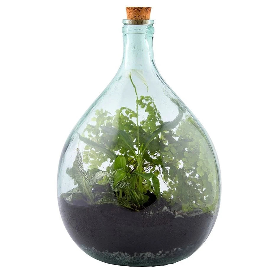 Plant Terrarium Bottle 15 Litre Set 1 Plant Terrarium Bottle 15 Litre Set