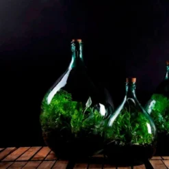 Plant Terrarium Bottle 15 Litre Set 5 Plant Terrarium Bottle 15 Litre Set -Garden & Outdoors pr2000035302 card3 lg