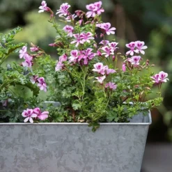 Galvanised Window Trough -Garden & Outdoors pr2000035781 card4 lg