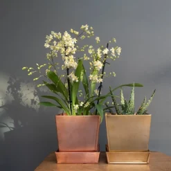 Square Brass Pot And Saucer -Garden & Outdoors pr2000037496 card3 lg