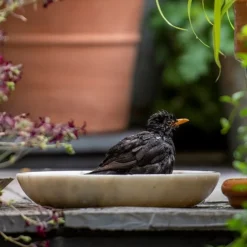 Turned White Marble Bird Bowl -Garden & Outdoors pr2000037501 card7 lg