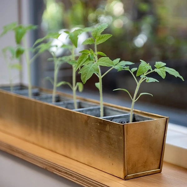 Brass Windowsill Tray With 6 Grow Pods 5 Brass Windowsill Tray With 6 Grow Pods - Image 5