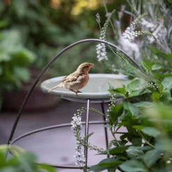 Plant Support With Bird Bowl - Crocus Green