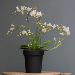 Charcoal Metal Plant Pot Cover With Enamel Interior