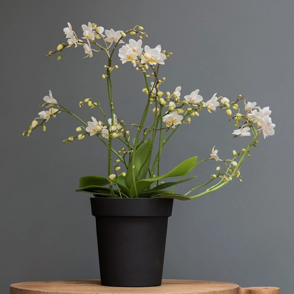 Charcoal Metal Plant Pot Cover With Enamel Interior 1 Charcoal Metal Plant Pot Cover With Enamel Interior