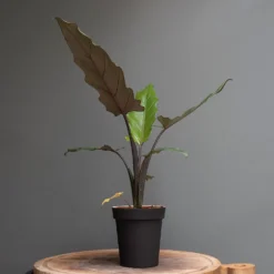 Charcoal Metal Plant Pot Cover With Enamel Interior 8 Charcoal Metal Plant Pot Cover With Enamel Interior -Garden & Outdoors pr2000037568 card3 lg