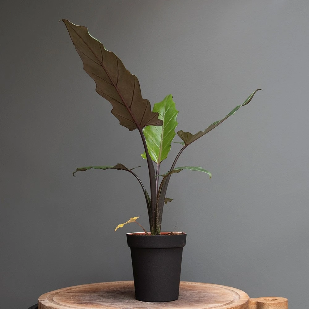 Charcoal Metal Plant Pot Cover With Enamel Interior 3 Charcoal Metal Plant Pot Cover With Enamel Interior - Image 3