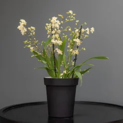 Charcoal Metal Plant Pot Cover With Enamel Interior 11 Charcoal Metal Plant Pot Cover With Enamel Interior -Garden & Outdoors pr2000037568 card6 lg