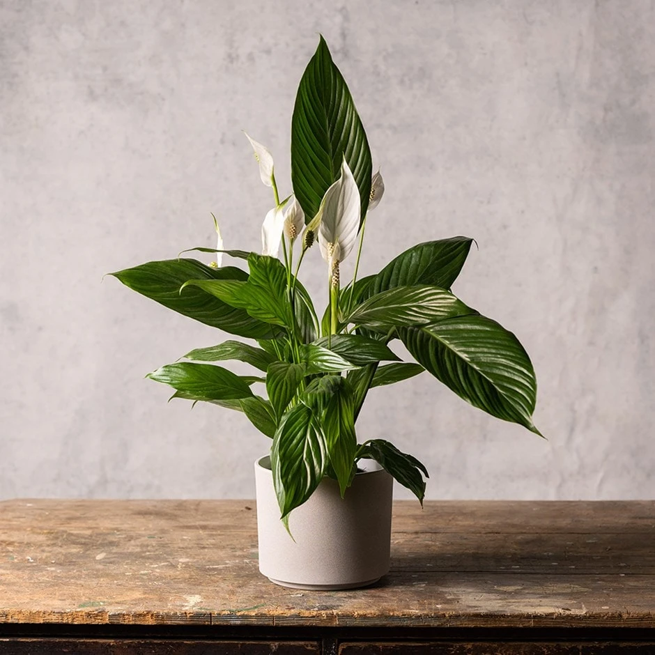 Cement Style Plant Pot - Light Grey 1 Cement Style Plant Pot - Light Grey