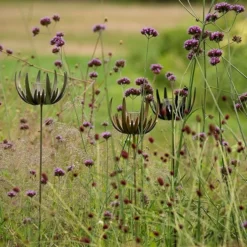 Flower Stake Tealight Holder - Antique Bronze -Garden & Outdoors pr2000040769 card7 lg