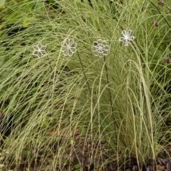 Plant/bulb Marking Stake - Shamrock 9 Plant/bulb Marking Stake - Shamrock -Garden & Outdoors pr2000041716 card5 lg