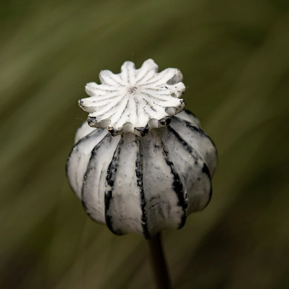 Perennial Plant/bulb Marking Stake Poppy Seed Head 4 Perennial Plant/bulb Marking Stake Poppy Seed Head - Image 4