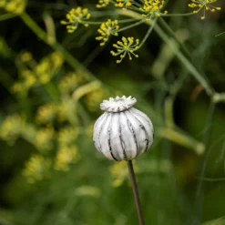 Perennial Plant/bulb Marking Stake Poppy Seed Head 12 Perennial Plant/bulb Marking Stake Poppy Seed Head -Garden & Outdoors pr2000041720 card6 lg