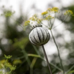 Perennial Plant/bulb Marking Stake Poppy Seed Head 13 Perennial Plant/bulb Marking Stake Poppy Seed Head -Garden & Outdoors pr2000041720 card7 lg
