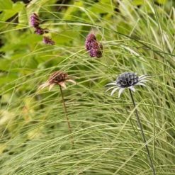 Scabiosa 'deadhead' Stake - Aged Zinc -Garden & Outdoors pr2000041722 card4 lg