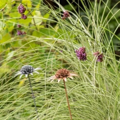Scabiosa 'deadhead' Stake - Rust -Garden & Outdoors pr2000041723 card5 lg