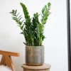 Steel Embossed Plant Pot - Gold
