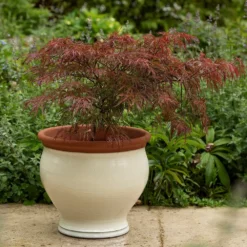 Ivory Bellied Planter -Garden & Outdoors pr2000045026 card6 lg