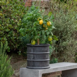 Greystoke Barrel Planter -Garden & Outdoors pr2000046297 card10 lg