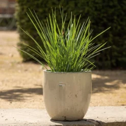 Glazed Ceramic Pot - White -Garden & Outdoors pr2000046300 card3 lg