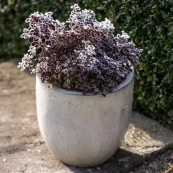 Glazed Ceramic Pot - White -Garden & Outdoors pr2000046300 card6 lg