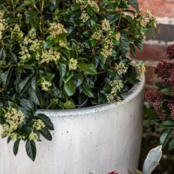 Glazed Ceramic Pot - White -Garden & Outdoors pr2000046300 card8 lg