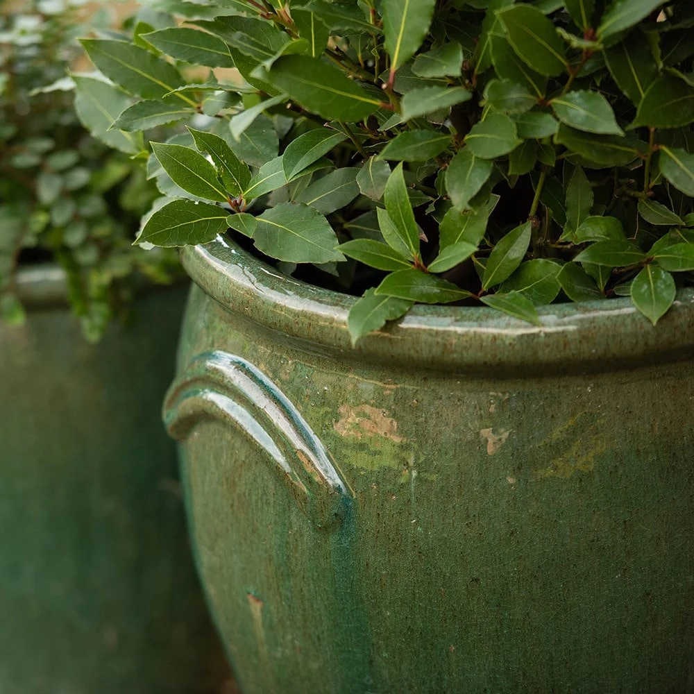 Glazed Terracotta Tulip Pot - Misty Green 5 Glazed Terracotta Tulip Pot - Misty Green - Image 5