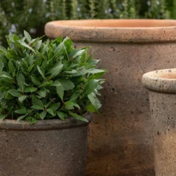 Terracotta Pot - Sandblasted -Garden & Outdoors pr2000046311 card5 lg