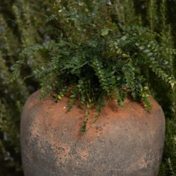 Terracotta Jar - Sandblasted -Garden & Outdoors pr2000046313 card4 lg