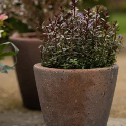 Tapered Terracotta Pot - Sandblasted -Garden & Outdoors pr2000046314 card3 lg