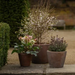 Tapered Terracotta Pot - Sandblasted -Garden & Outdoors pr2000046314 card4 lg