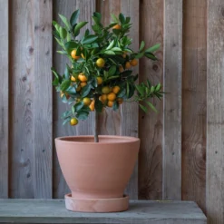 Garden & Outdoors 20 Terracotta Herb Pot And Saucer - Large