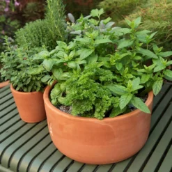 Terracotta Herb Bowl - Small -Garden & Outdoors pr2000046526 card4 lg