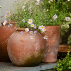 Terracotta Erigeron Pot - Large 9 Terracotta Erigeron Pot - Large -Garden & Outdoors pr2000046528 card5 lg