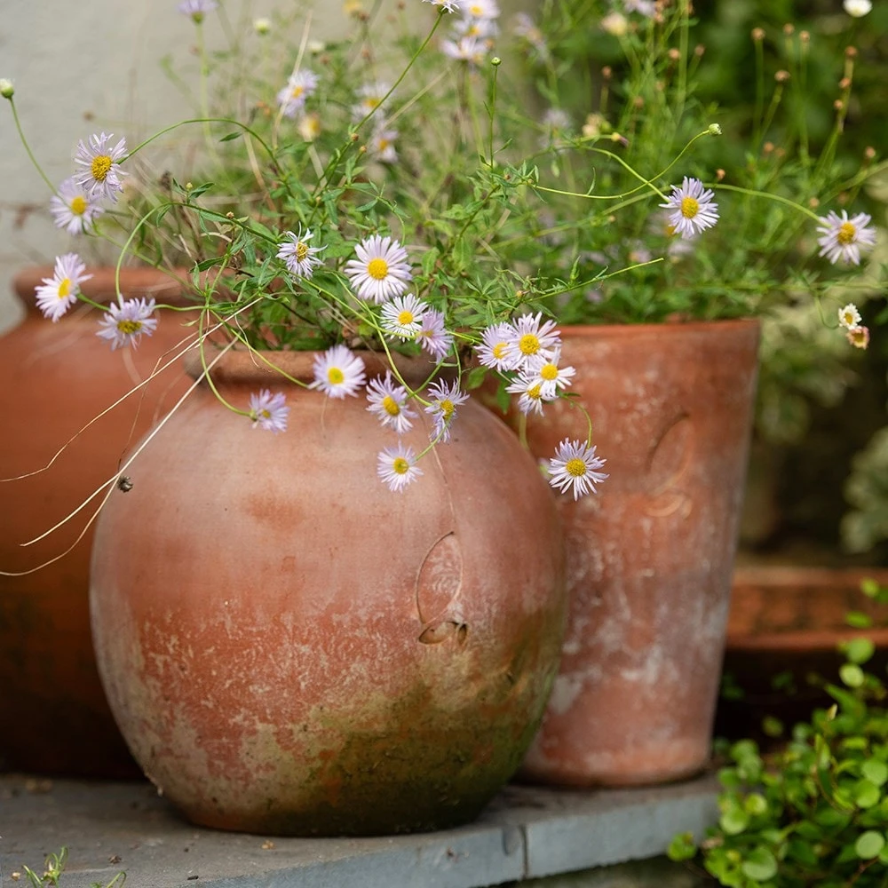 Terracotta Erigeron Pot - Large 5 Terracotta Erigeron Pot - Large - Image 5